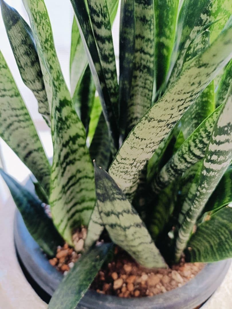 Amazon｜観葉植物サンスベリア ゼラニカ 一株｜観葉植物 オンライン通販